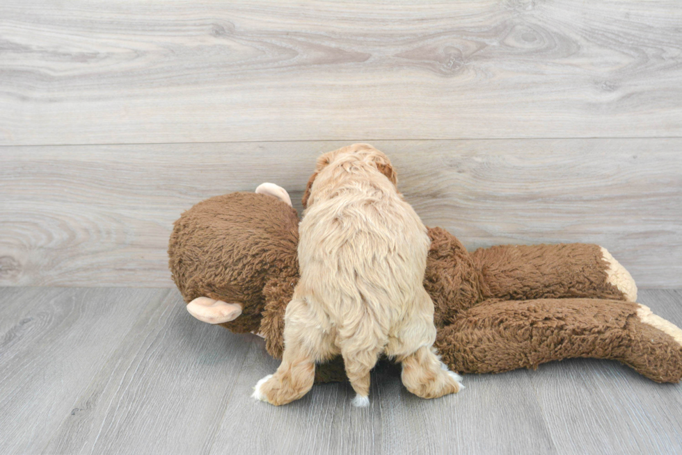 Funny Cockapoo Poodle Mix Pup