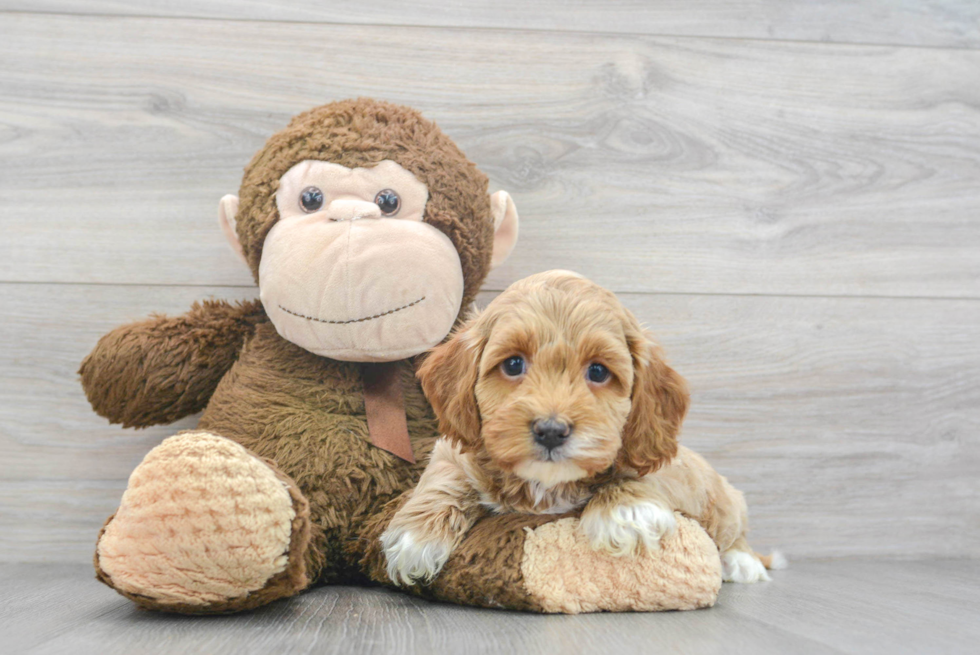 Sweet Cockapoo Baby