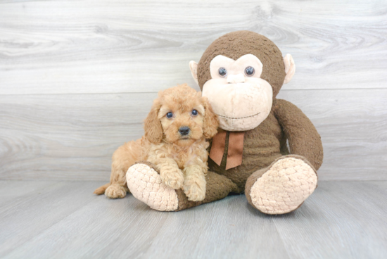 Popular Cockapoo Poodle Mix Pup