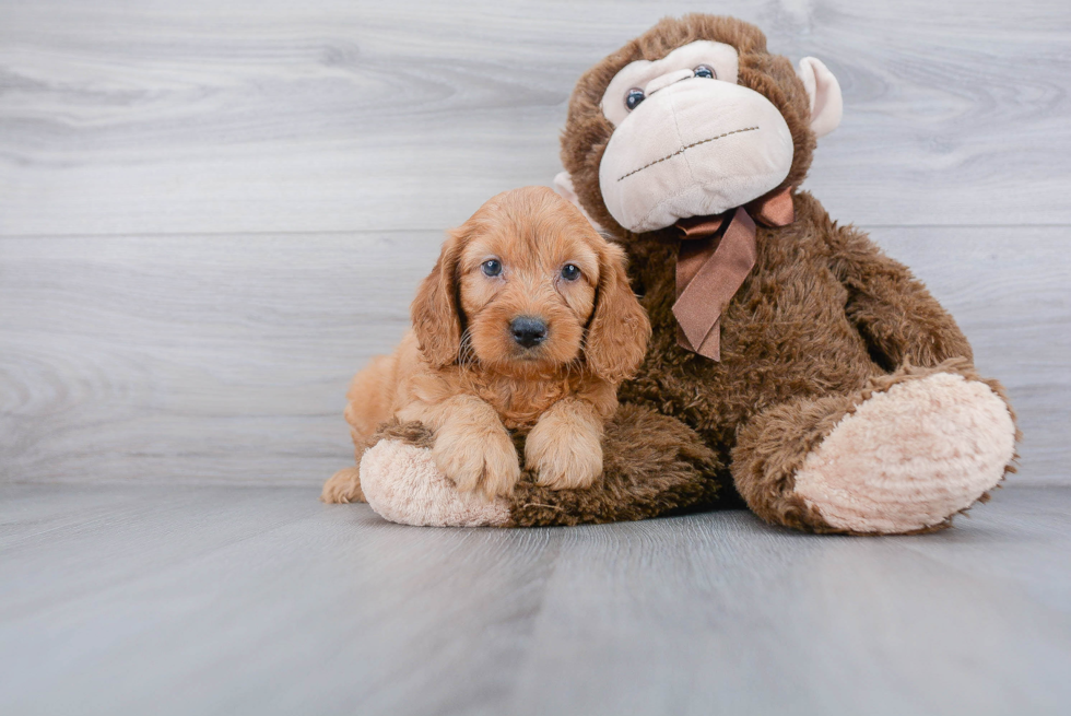 Small Cockapoo Baby