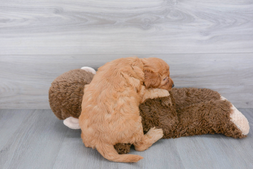 Cockapoo Pup Being Cute