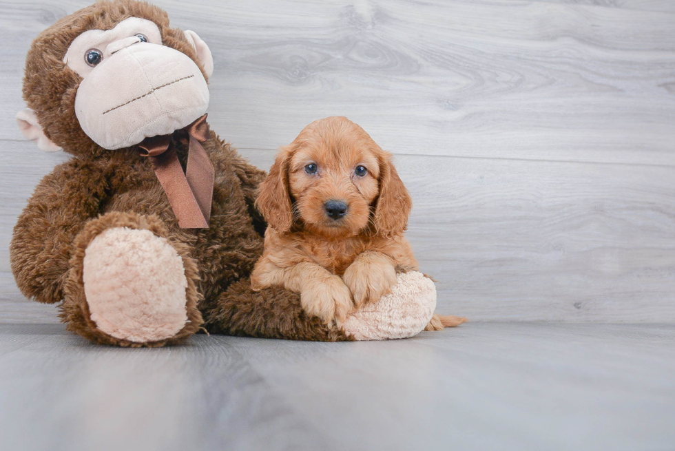 Cute Cockapoo Baby