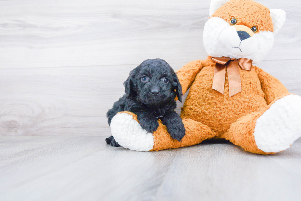 Adorable Cockerpoo Poodle Mix Puppy