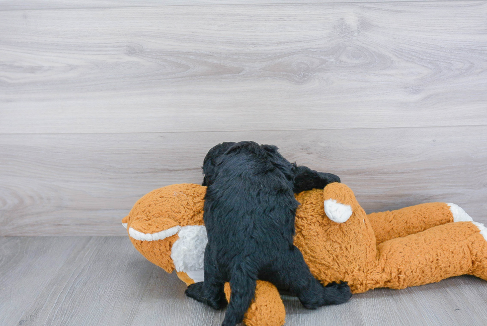 Cockapoo Pup Being Cute