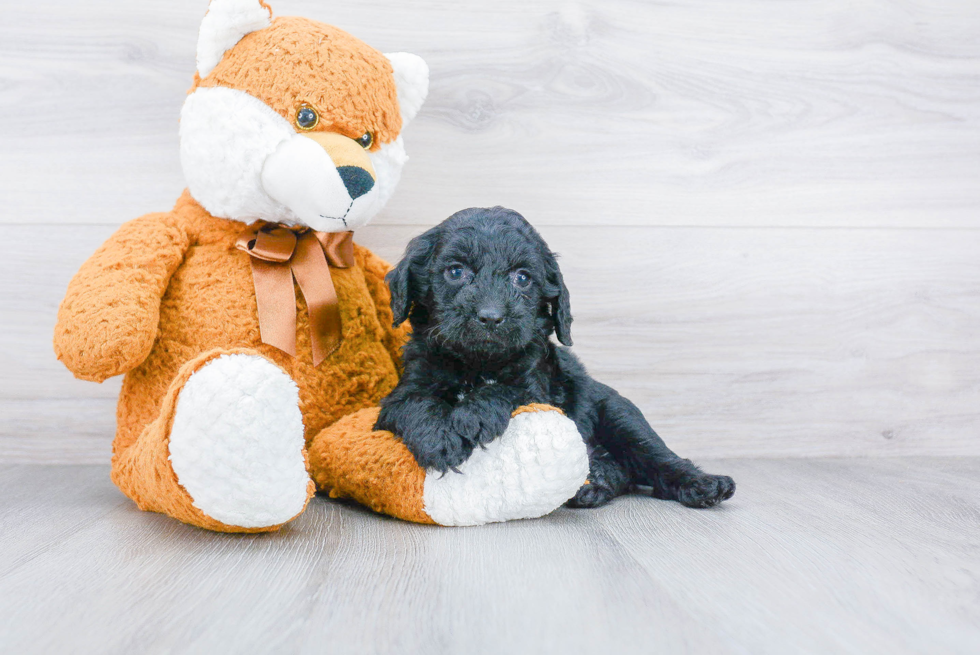 Cockapoo Puppy for Adoption