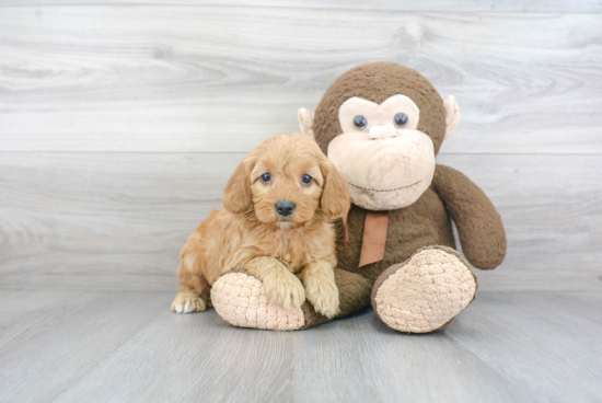 Cockapoo Pup Being Cute