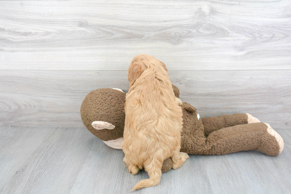 Adorable Cockerpoo Poodle Mix Puppy