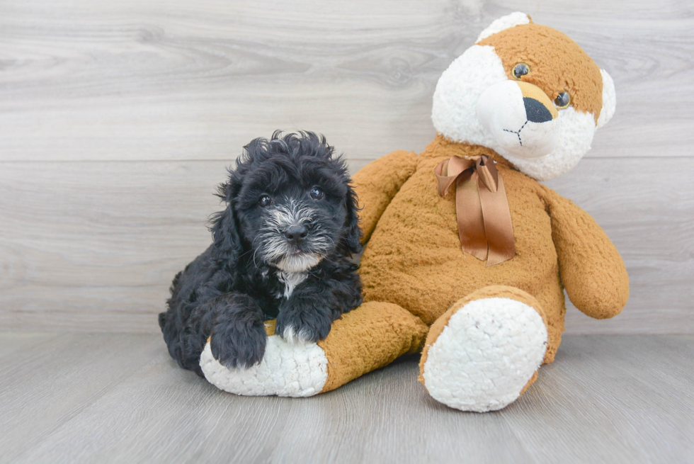 Cockapoo Pup Being Cute