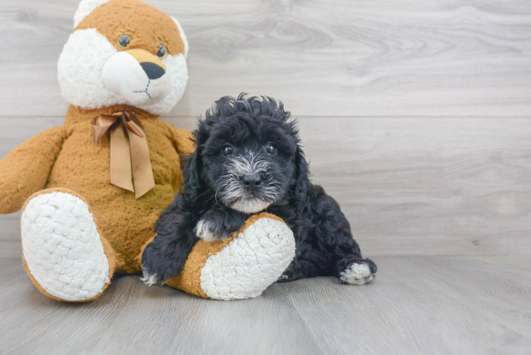 Petite Cockapoo Poodle Mix Pup