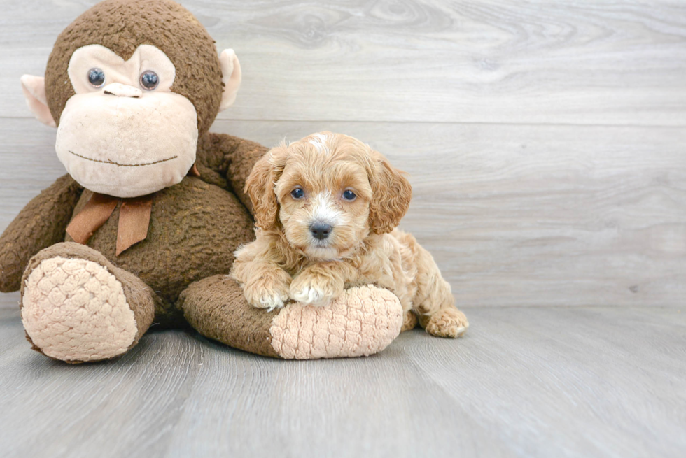 Cockapoo Puppy for Adoption