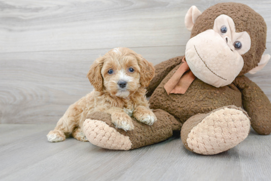 Adorable Cockerpoo Poodle Mix Puppy