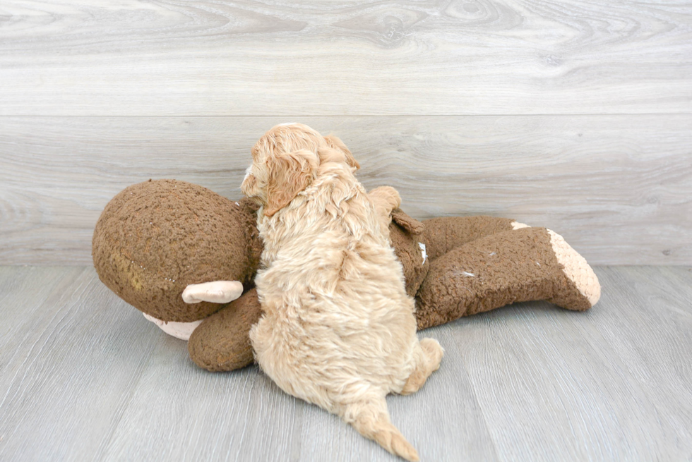 Funny Cockapoo Poodle Mix Pup