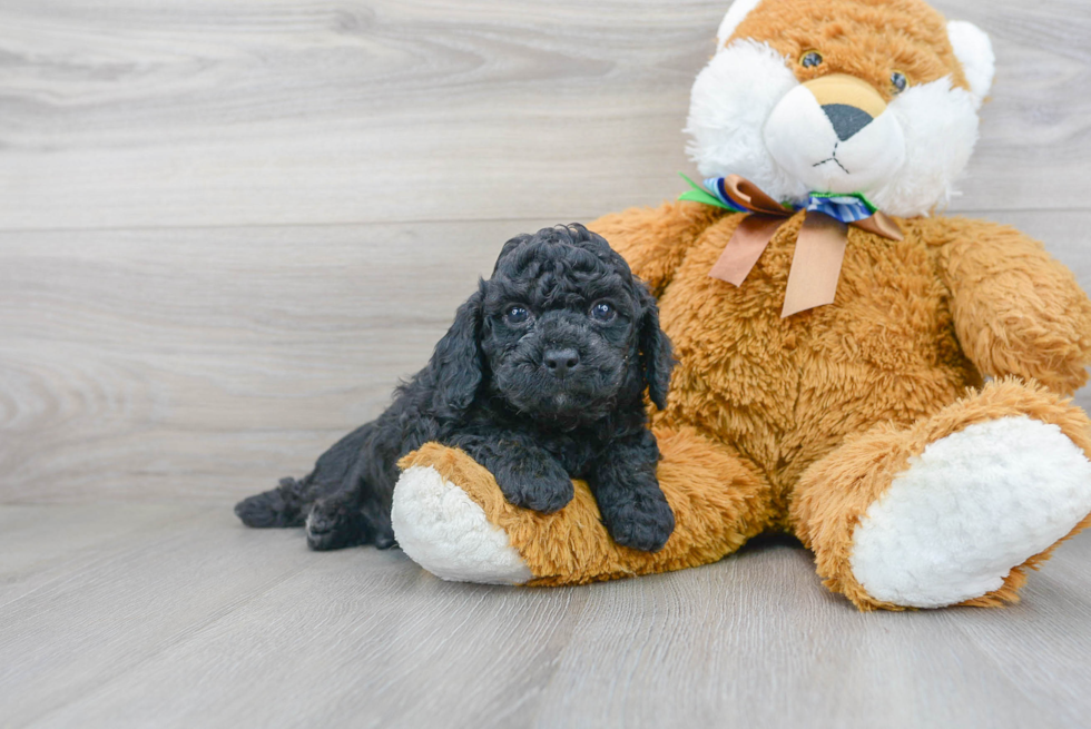 Happy Cockapoo Baby