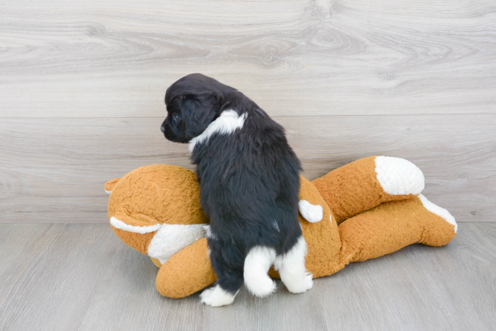 Hypoallergenic Cockerpoo Poodle Mix Puppy