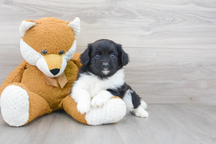 Cockapoo Puppy for Adoption