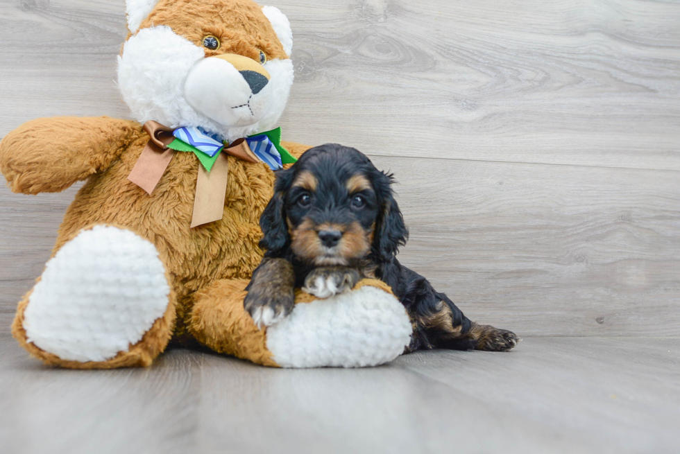 Best Cockapoo Baby