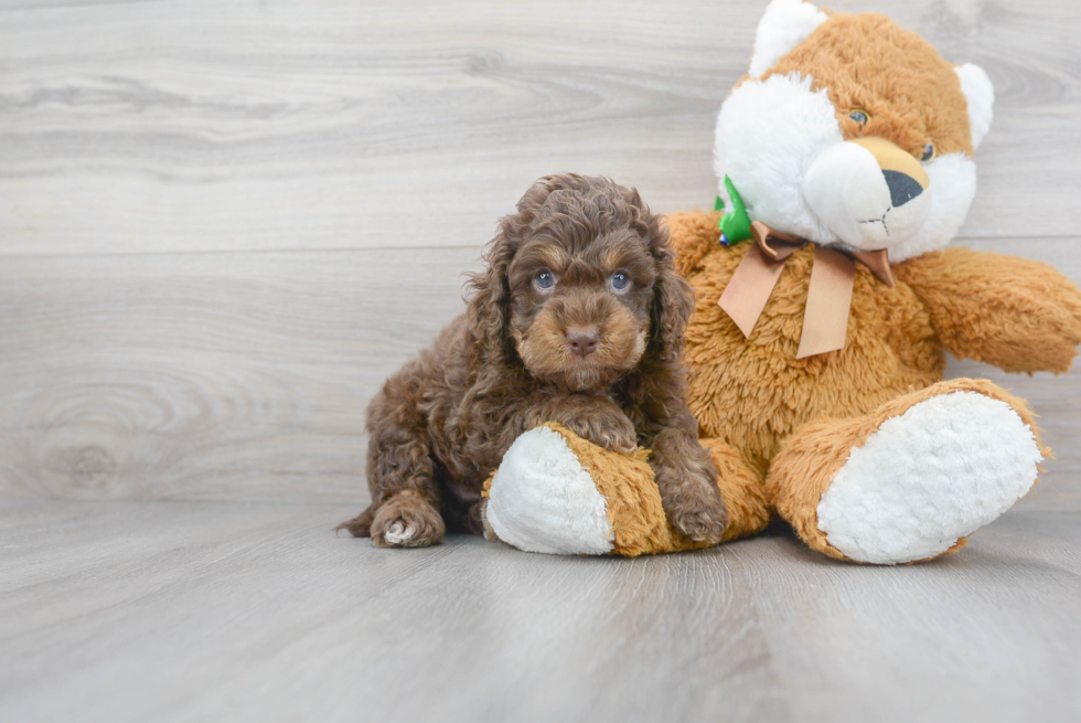 Best Cockapoo Baby