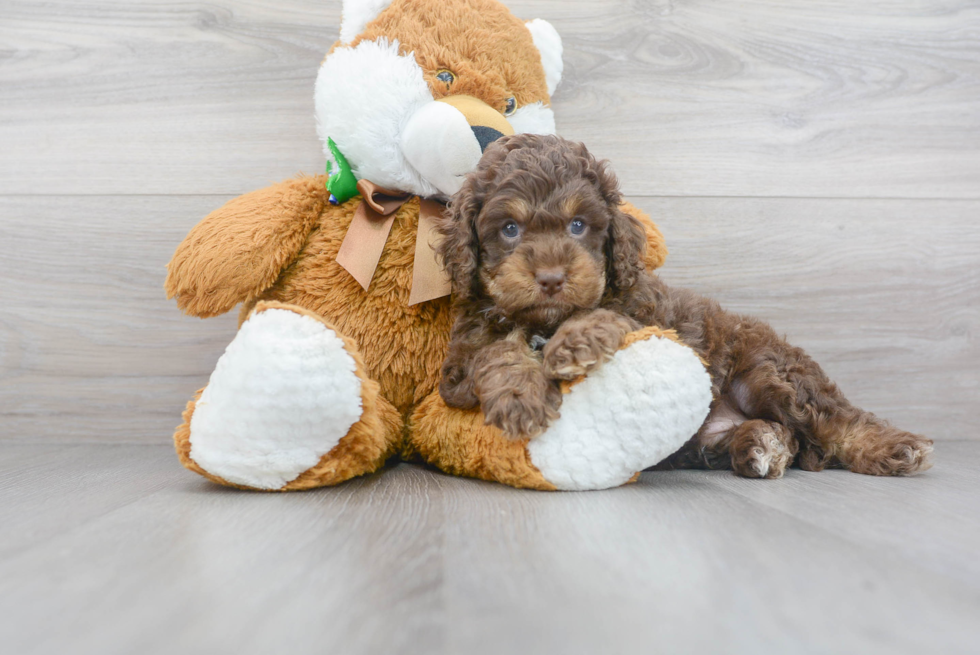 Cockapoo Puppy for Adoption