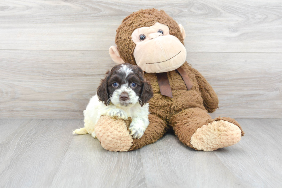 Small Cockapoo Baby