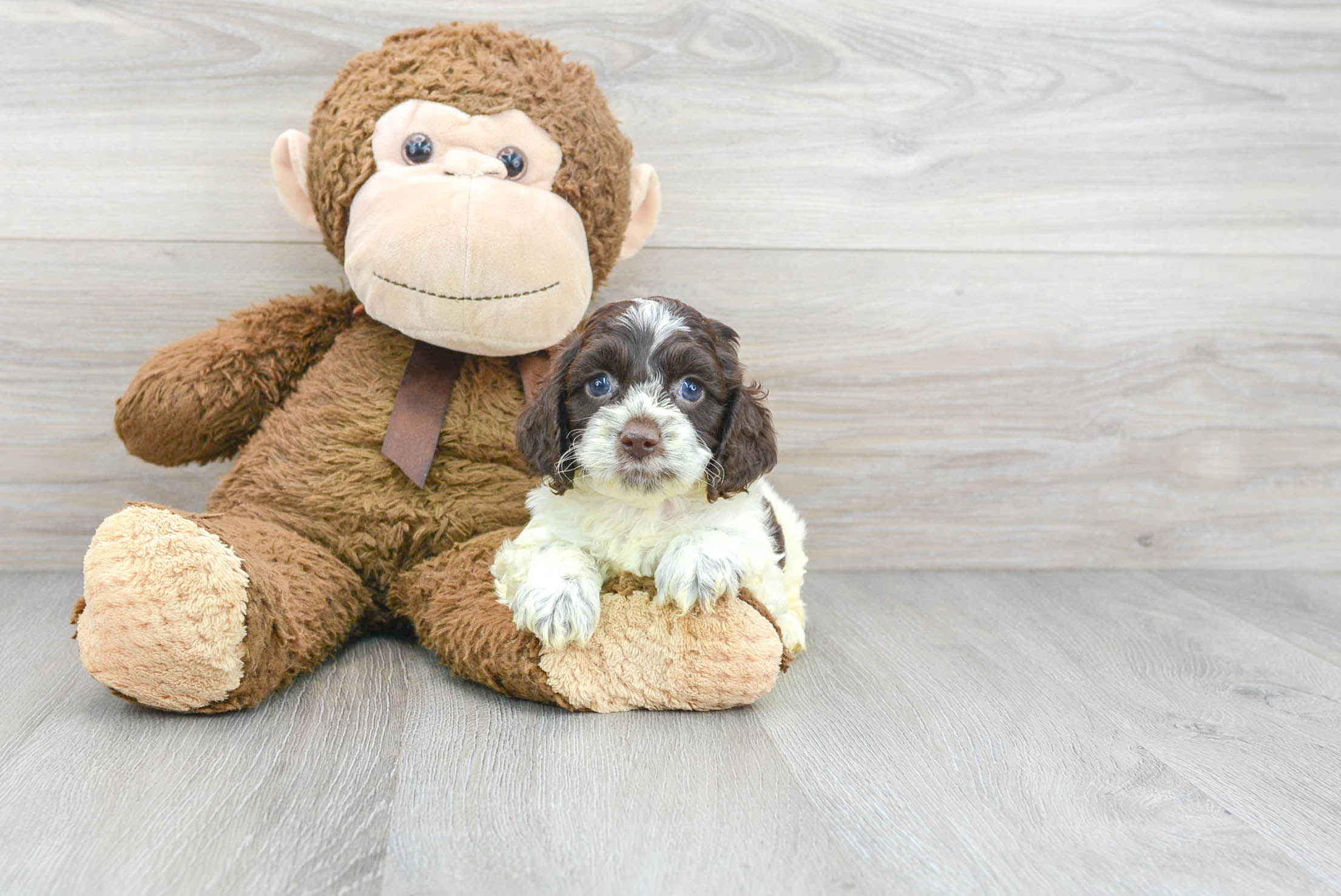 Cockapoo Puppy for Adoption