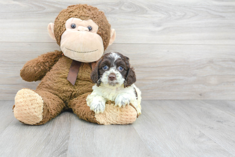 Cockapoo Puppy for Adoption