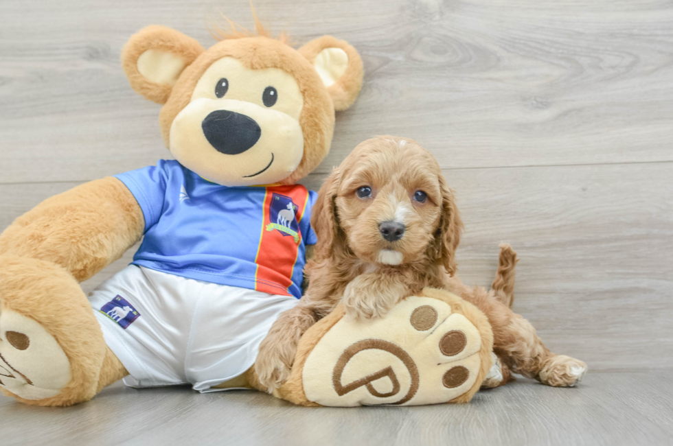 8 week old Cockapoo Puppy For Sale - Premier Pups