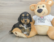 8 week old Cockapoo Puppy For Sale - Premier Pups