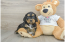 Cockapoo Pup Being Cute