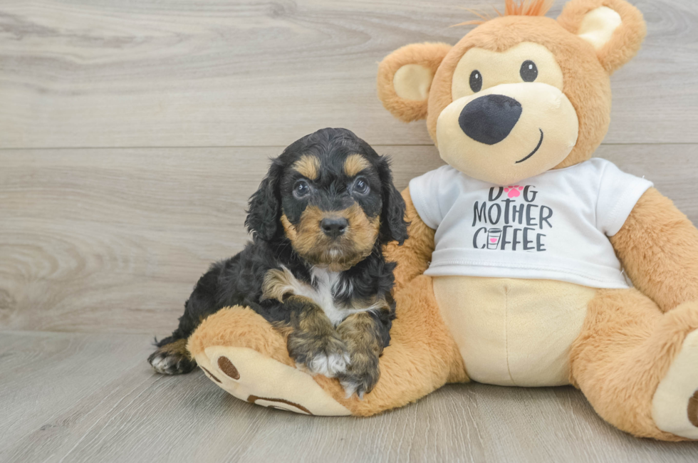 5 week old Cockapoo Puppy For Sale - Premier Pups