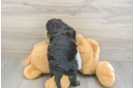 Best Cockapoo Baby