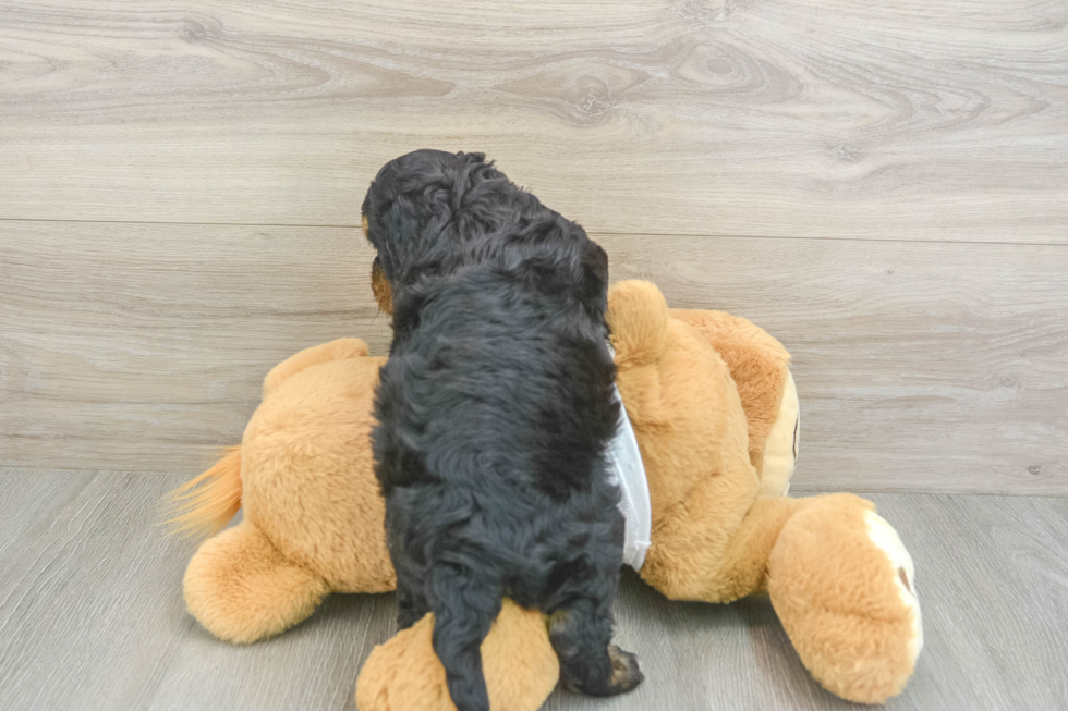 Best Cockapoo Baby