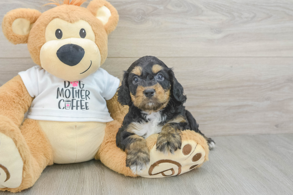 Cockapoo Pup Being Cute