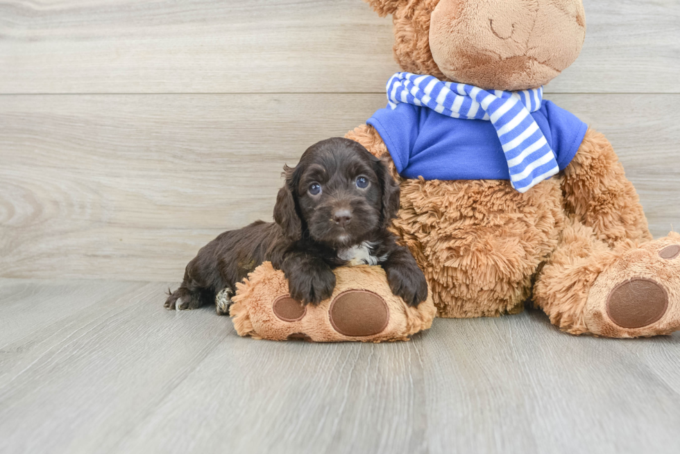 Best Cockapoo Baby