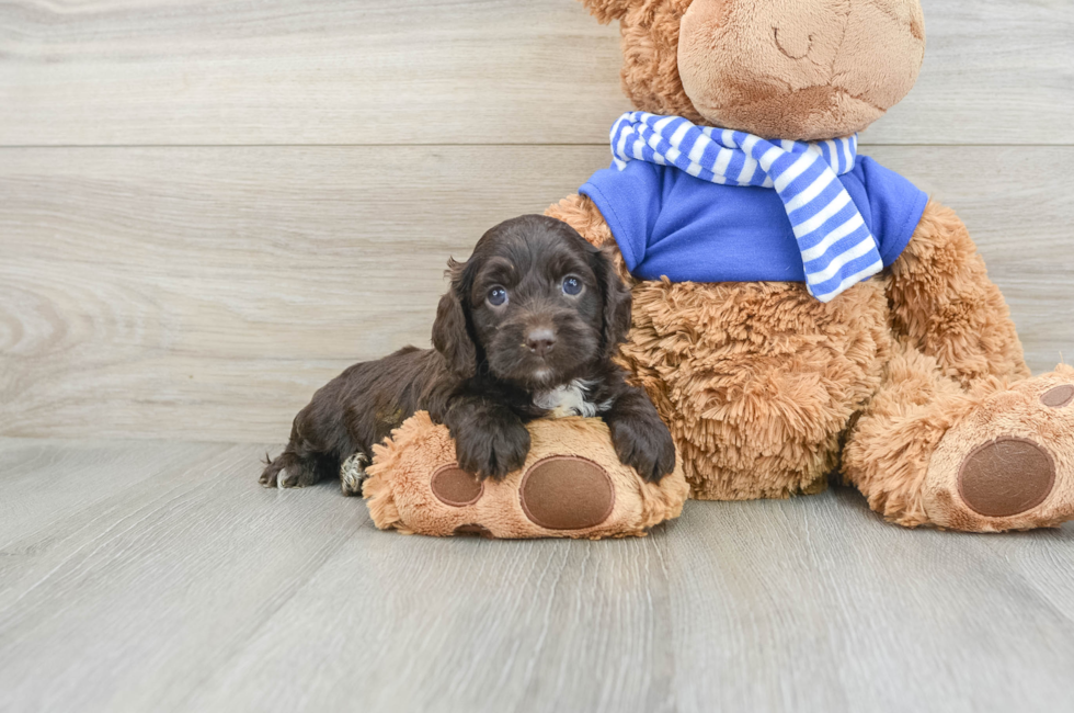 5 week old Cockapoo Puppy For Sale - Premier Pups