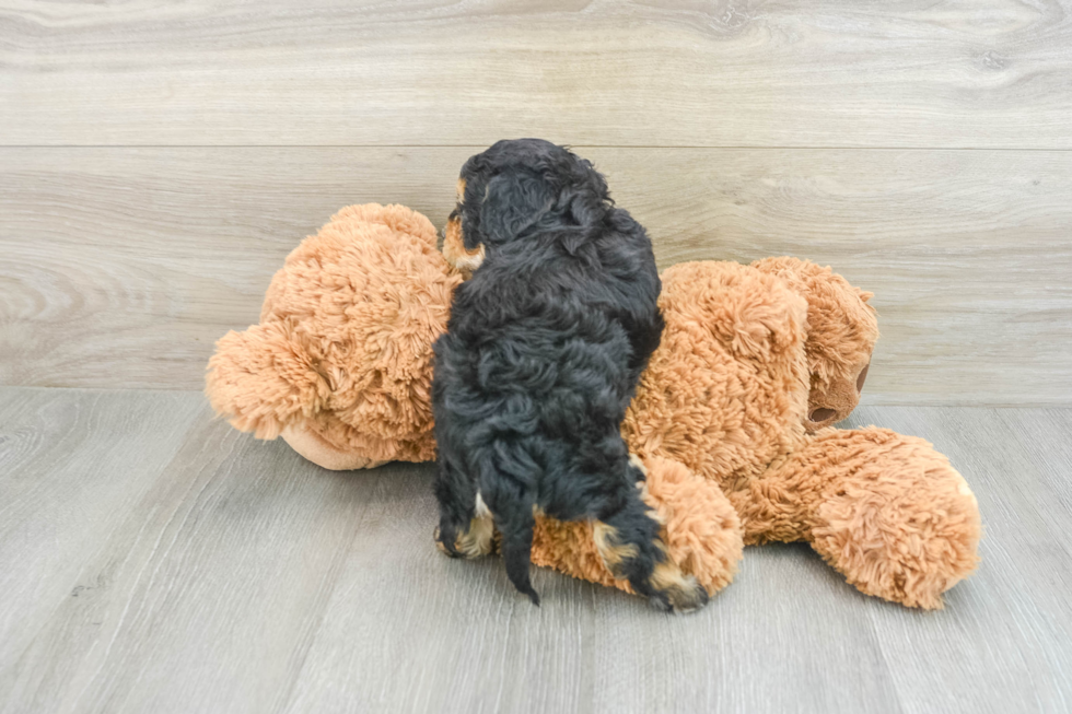 Funny Cockapoo Poodle Mix Pup