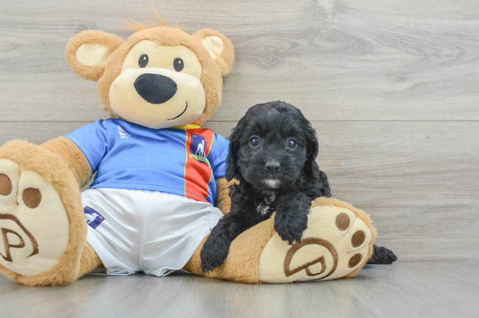 5 week old Cockapoo Puppy For Sale - Premier Pups