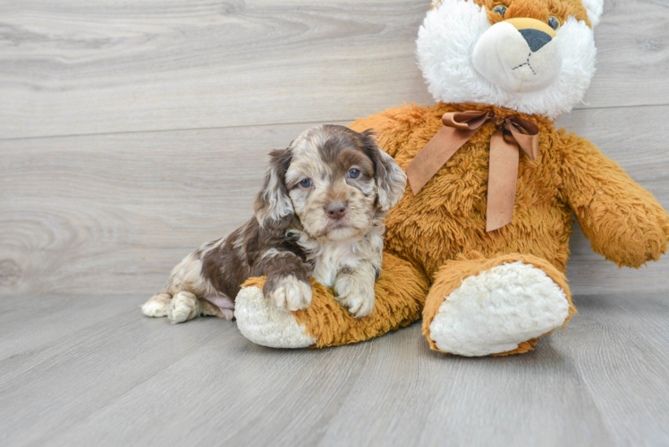 Cockapoo Puppy for Adoption