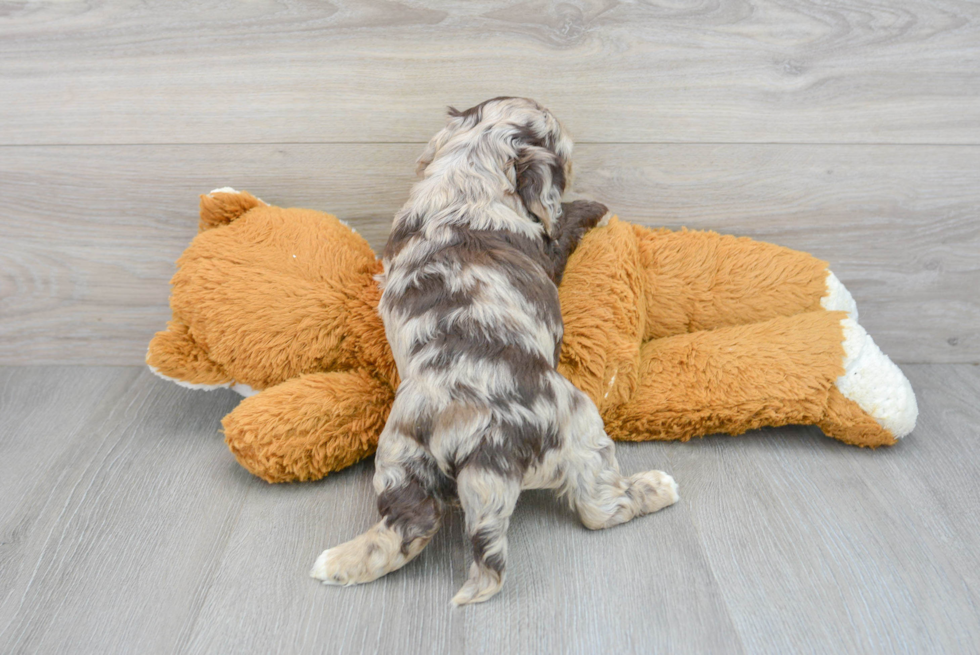 Smart Cockapoo Poodle Mix Pup