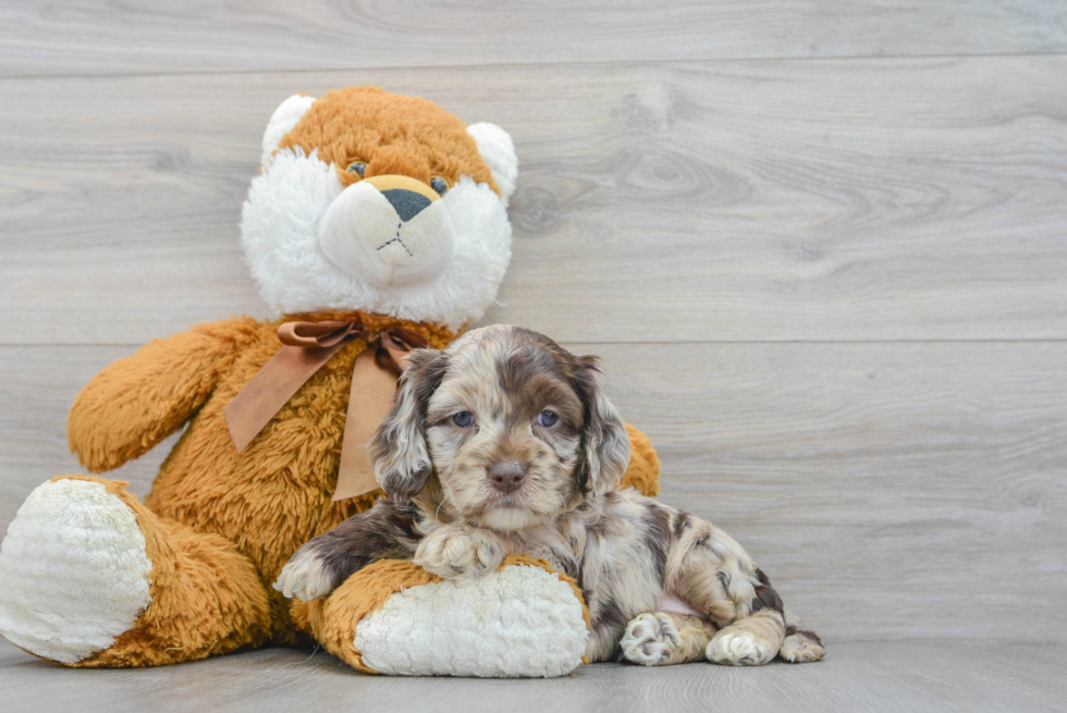 Cockapoo Pup Being Cute