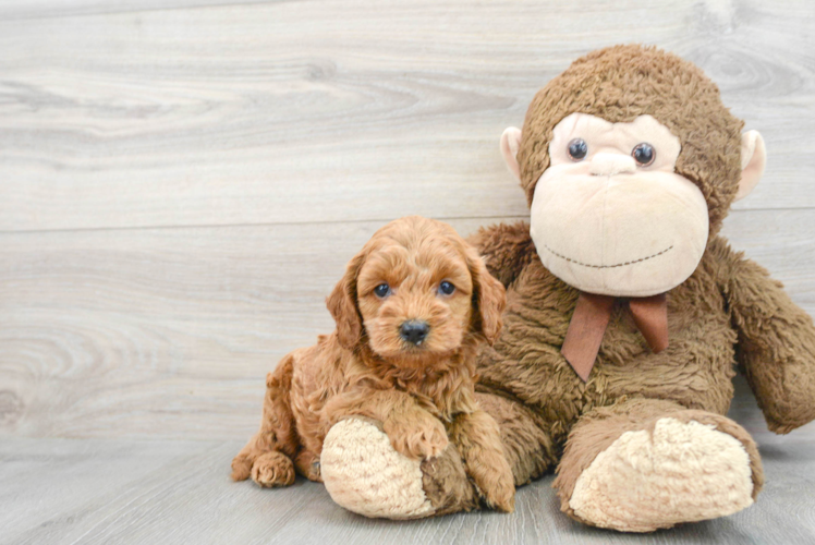 Energetic Cockerpoo Poodle Mix Puppy