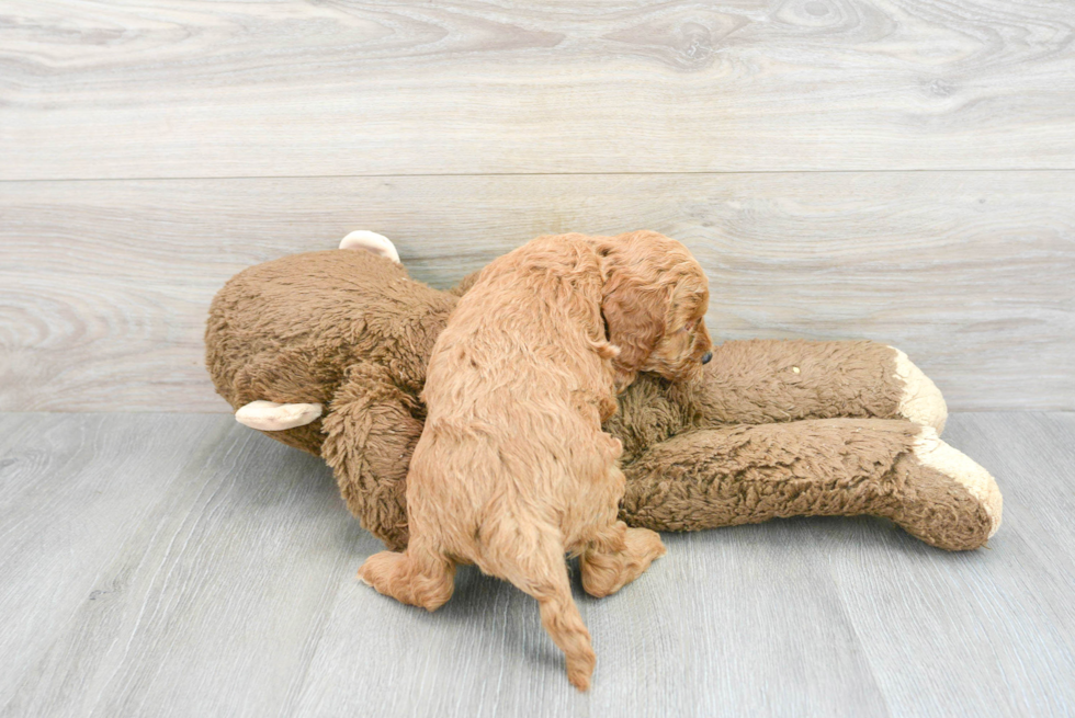 Smart Cockapoo Poodle Mix Pup