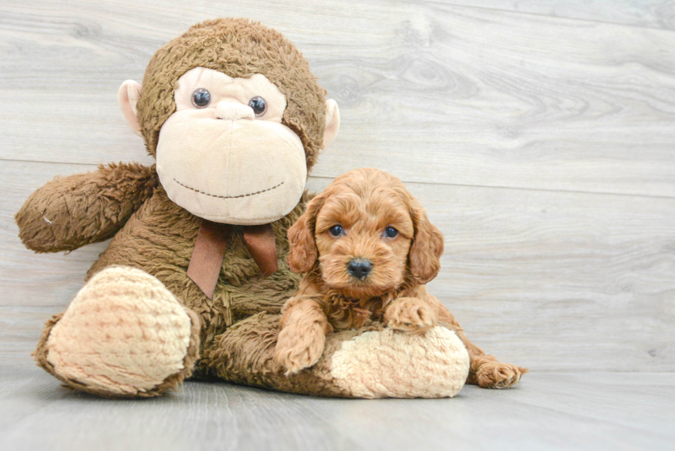 Happy Cockapoo Baby