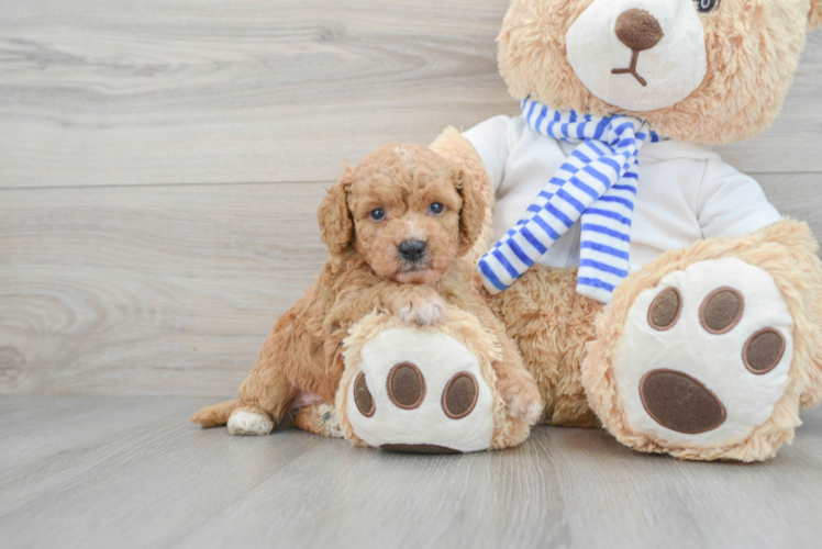 Petite Cockapoo Poodle Mix Pup