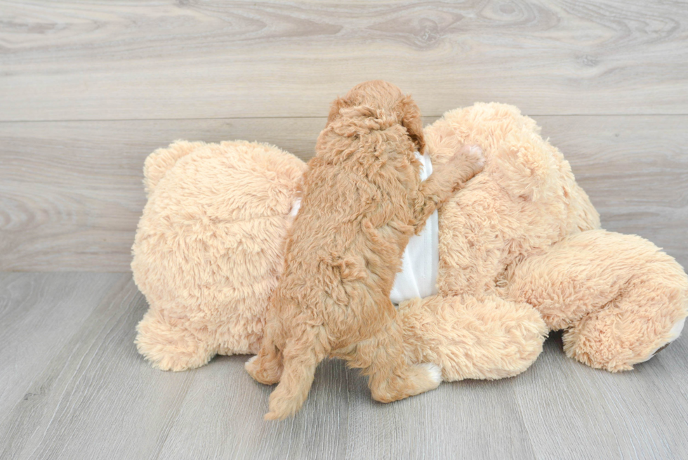 Cockapoo Pup Being Cute