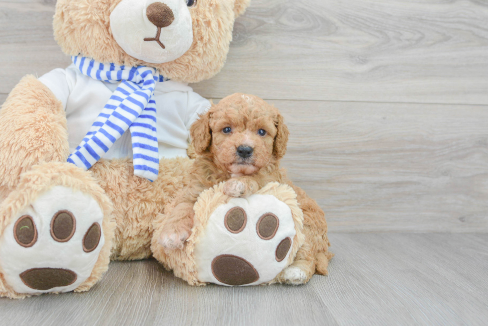 Happy Cockapoo Baby