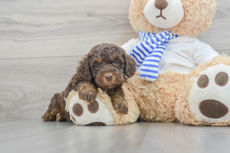 Playful Cockerpoo Poodle Mix Puppy