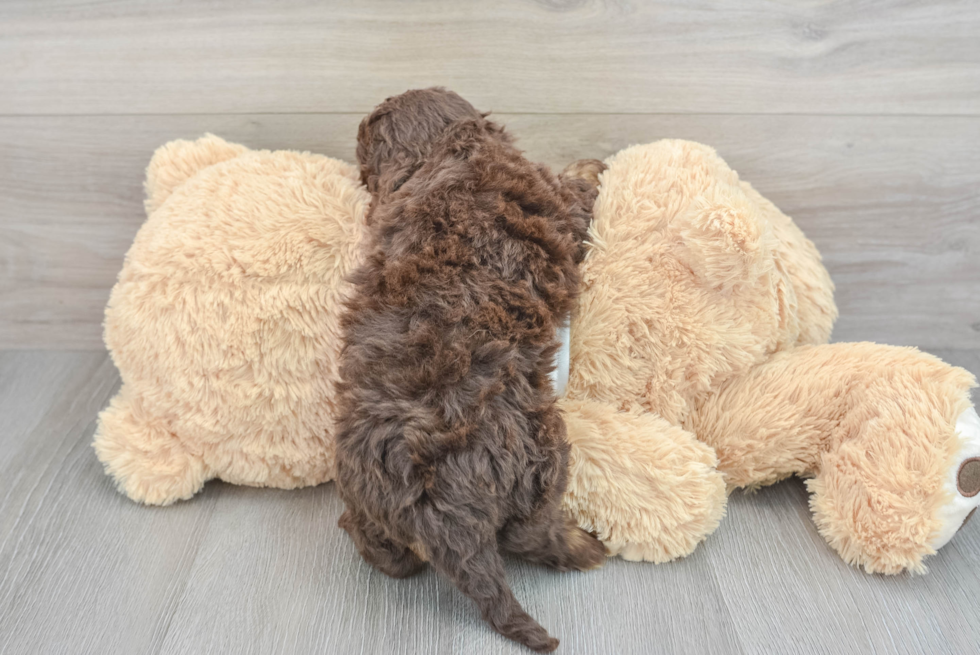 Small Cockapoo Baby