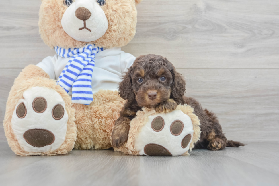 Cockapoo Pup Being Cute