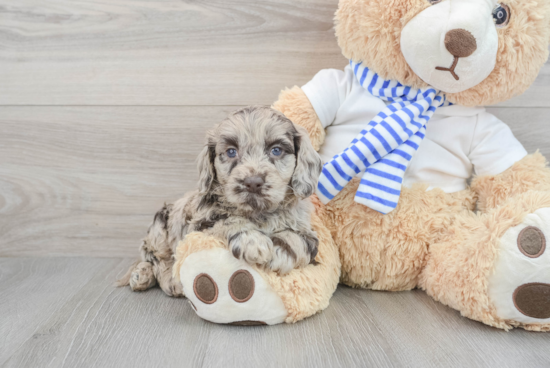 Cockapoo Puppy for Adoption