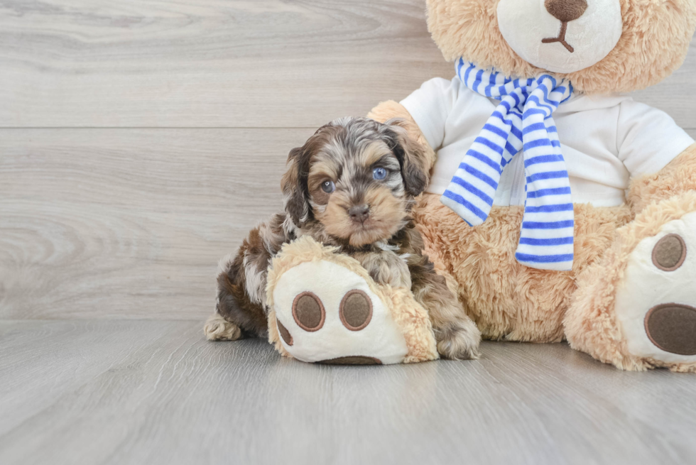 Cute Cockapoo Baby